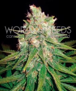 Mazar x Great White Shark fem World of Seeds