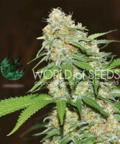 Mazar x White Rhino fem di World of Seeds