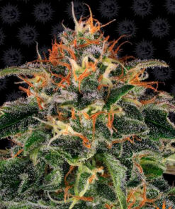 moby dick fem barney's farm