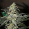 Northern Light x Big Bud Fast version World of Seeds
