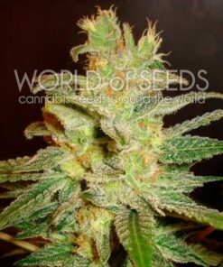 Northern Light x Big Bud fem World of Seeds