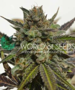 Northern Light x Skunk fem World of Seeds