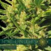 Northern Lights auto Vision Seeds