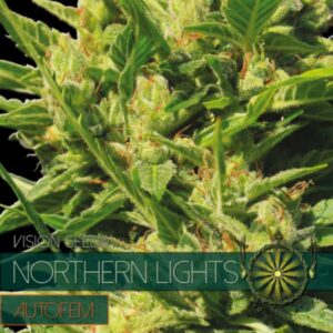 Northern Lights auto Vision Seeds