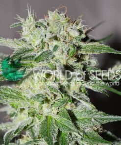 Pakistan Valley fast version World of Seeds