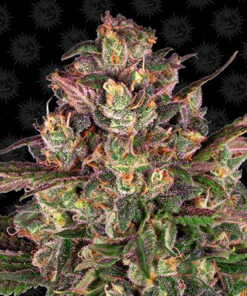 peyote critical fem barney's farm campo di canapa