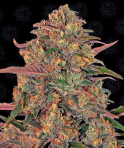 pineapple chunk fem barney's farm