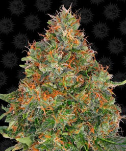 pineapple express auto barney's farm