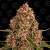 pink kush fem barney's farm