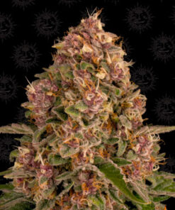 pink kush fem barney's farm