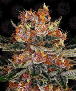 purple punch auto barney's farm