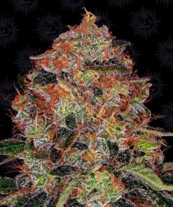 shiskaberry fem barney's farm