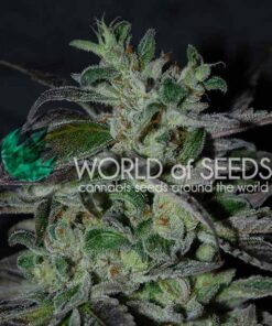 Strawberry Blue fast version World of Seeds