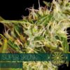 Super Skunk auto Vision Seeds