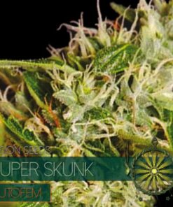 Super Skunk auto Vision Seeds