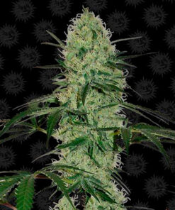 tangerine dream auto barney's farm