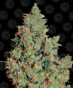 tangerine dream fem barney's farm