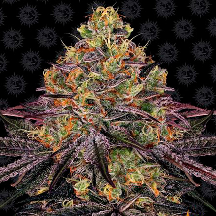 watermelon zkittlez fem barney's farm