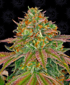 wedding cake fem barney's farm