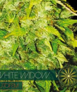 White Widow auto Vision Seeds