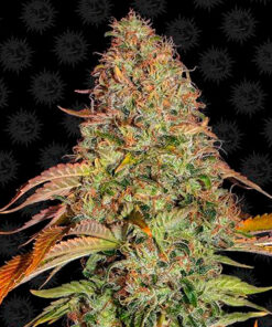 zkittlez og auto barney's farm