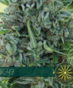 Ak 49 fem Vision Seeds