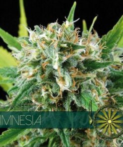Amnesia fem Vision Seeds