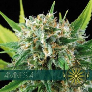 Amnesia fem Vision Seeds