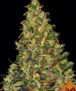 Amnesia Haze auto Barney's Farmm