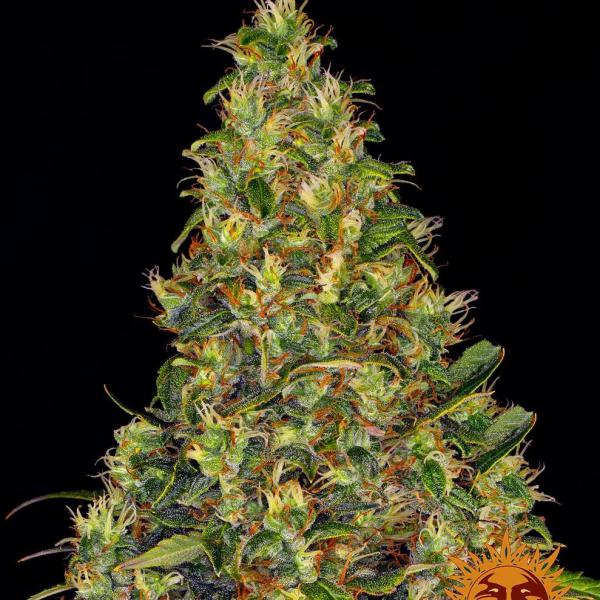 Amnesia Haze auto Barney's Farmm