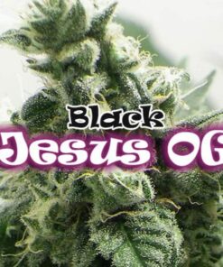 Black Juses OG fem Dr Underground