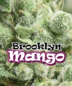 BrooklYn Mango fem Dr Underground
