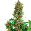 purple kush fem buddha seeds