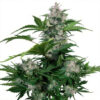 white dwarf auto