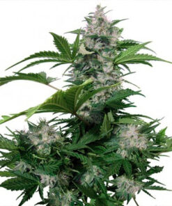 white dwarf auto