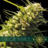 Critical Impact fem Vision Seeds