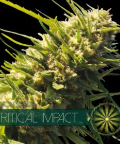 Critical Impact fem Vision Seeds