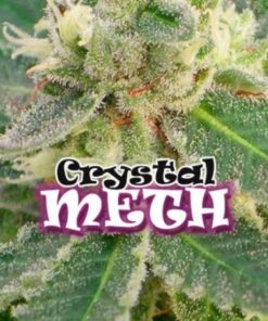 Crystal Meth fem Dr Underground