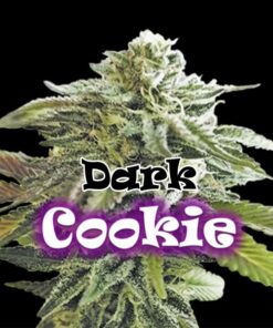 Dark Cookie fem Dr Underground