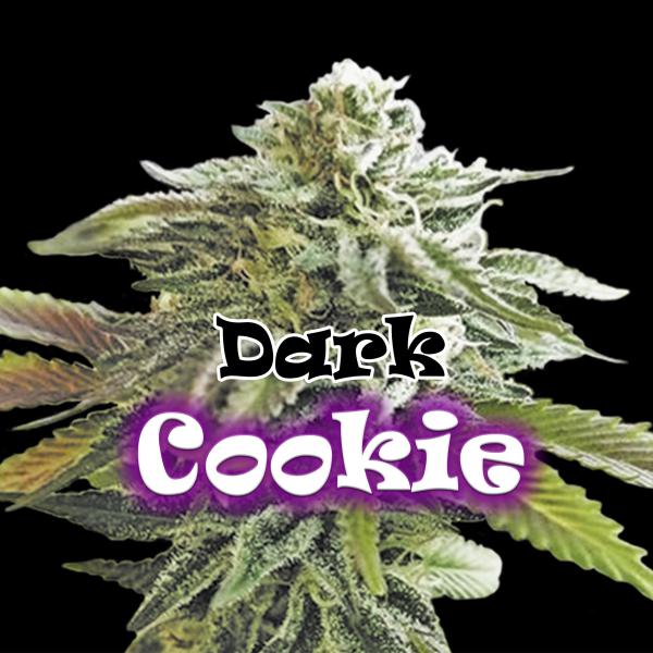 Dark Cookie fem Dr Underground
