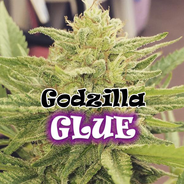 Godzilla Glue fem Dr Underground
