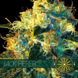 Jack Herer fem Vision Seeds