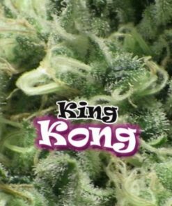 King Kong fem Dr Underground