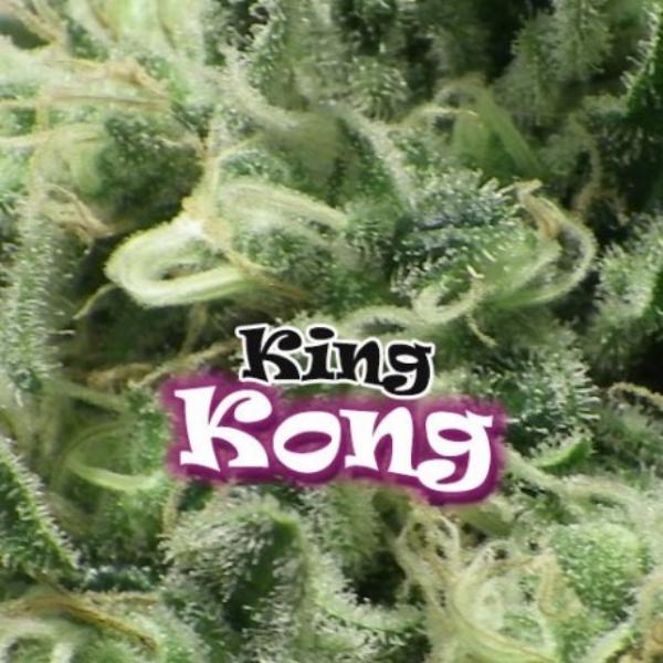 King Kong fem Dr Underground