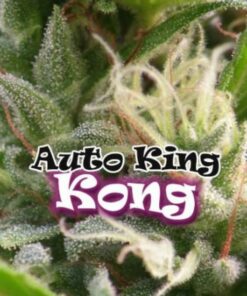 King Kong auto Dr Underground