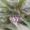 Kong 47 fem Dr Underground