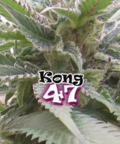 Kong 47 fem Dr Underground