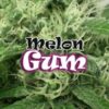 Melon Gum fem Dr Underground