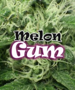 Melon Gum fem Dr Underground