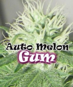 Melon Gum auto Dr Underground